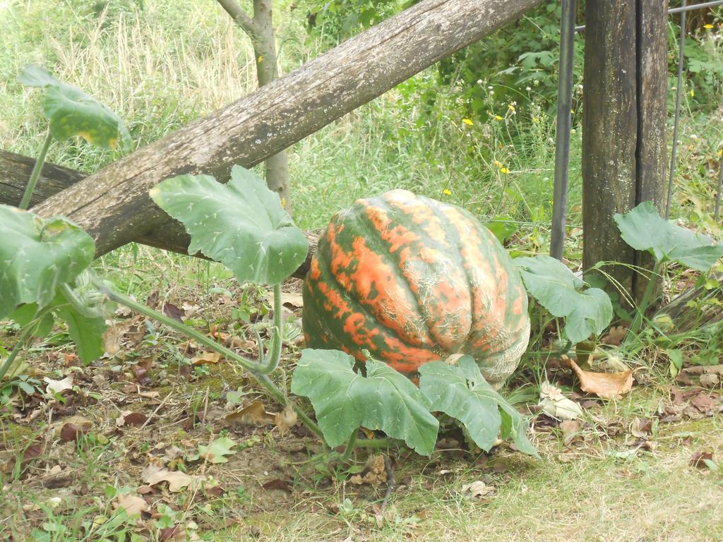 B&B La Quercia Orte Zewnętrze zdjęcie