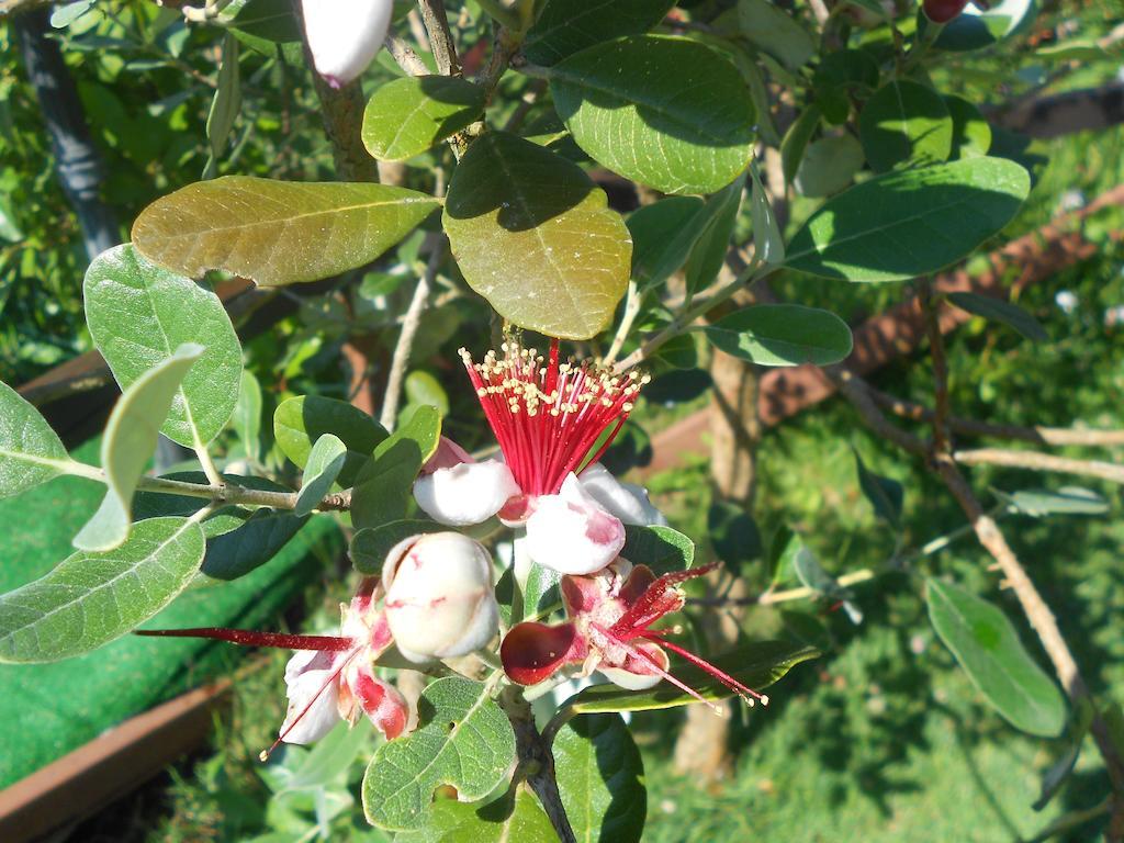 B&B La Quercia Orte Zewnętrze zdjęcie