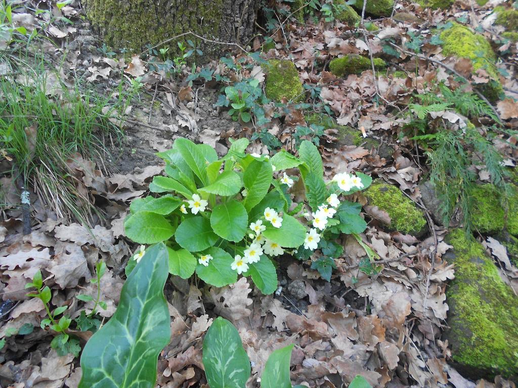 B&B La Quercia Orte Zewnętrze zdjęcie