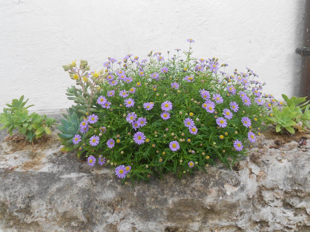 B&B La Quercia Orte Zewnętrze zdjęcie